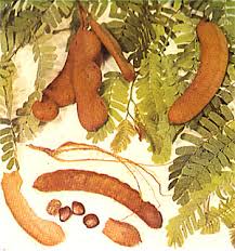 Chettinad Tamarind